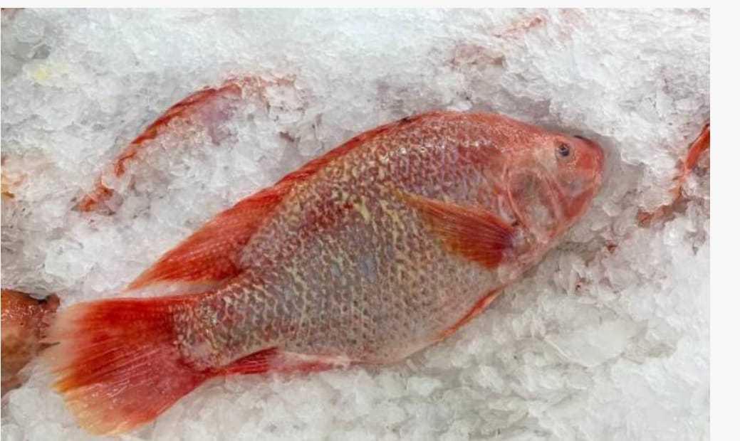 Red tilapia fish 5kg
