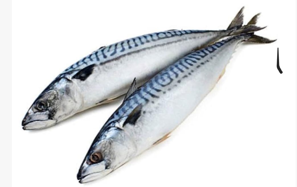 Makrel fish 12kg