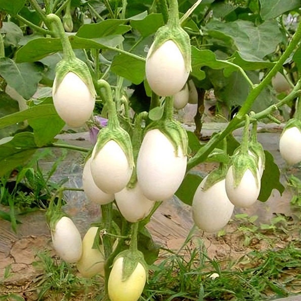 Beautiful Japanese White Egg Eggplant Seeds, Cà Trắng,White Eggplant Seeds, Easy Grow Eggplants, White Eggplant Seeds, Asian Vegetable Seeds