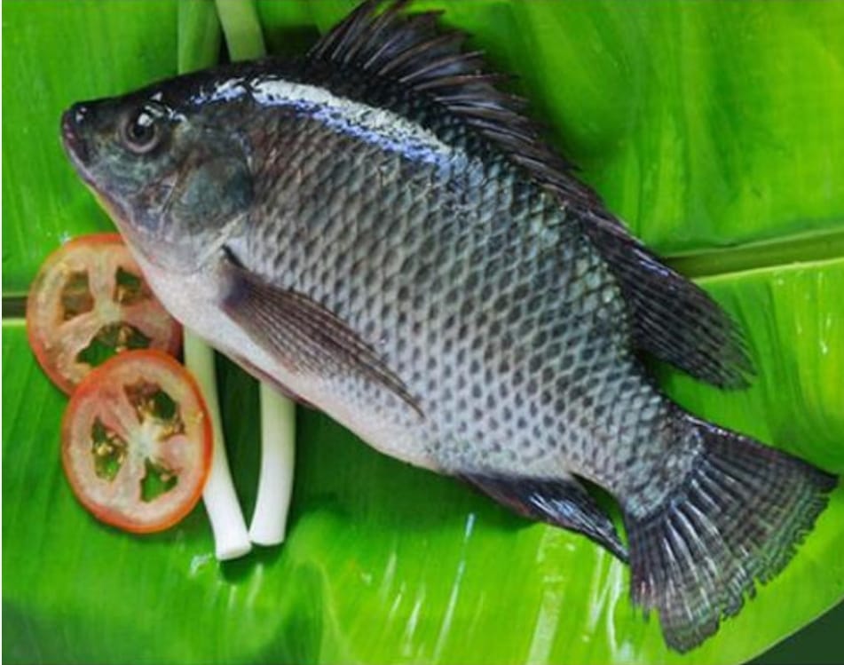 Tilapia fish 5kg