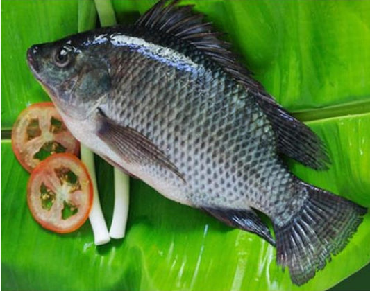 Tilapia fish 5kg
