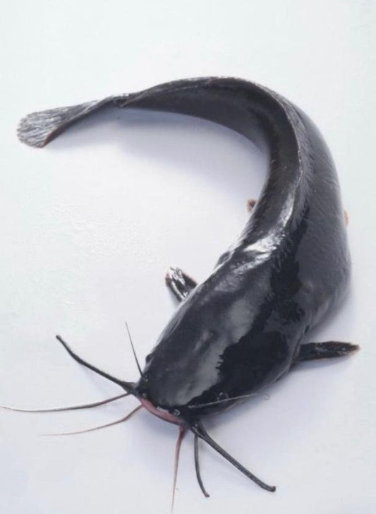 Catfish 5kg