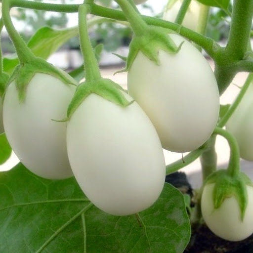 Beautiful Japanese White Egg Eggplant Seeds, Cà Trắng,White Eggplant Seeds, Easy Grow Eggplants, White Eggplant Seeds, Asian Vegetable Seeds