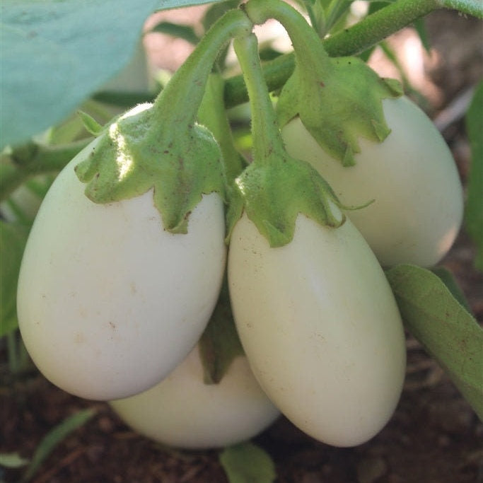 Beautiful Japanese White Egg Eggplant Seeds, Cà Trắng,White Eggplant Seeds, Easy Grow Eggplants, White Eggplant Seeds, Asian Vegetable Seeds