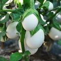 Beautiful Japanese White Egg Eggplant Seeds, Cà Trắng,White Eggplant Seeds, Easy Grow Eggplants, White Eggplant Seeds, Asian Vegetable Seeds