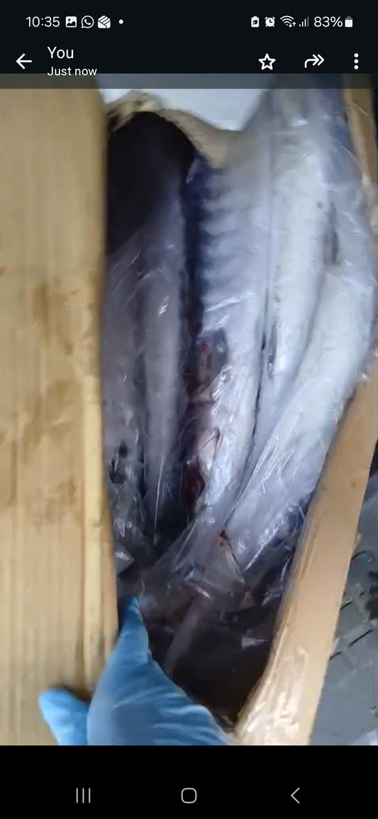 Raw kuter fish 10kg
